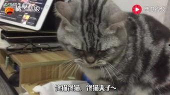 吃瓜娱乐猫,揭秘娱乐圈背后的趣味故事